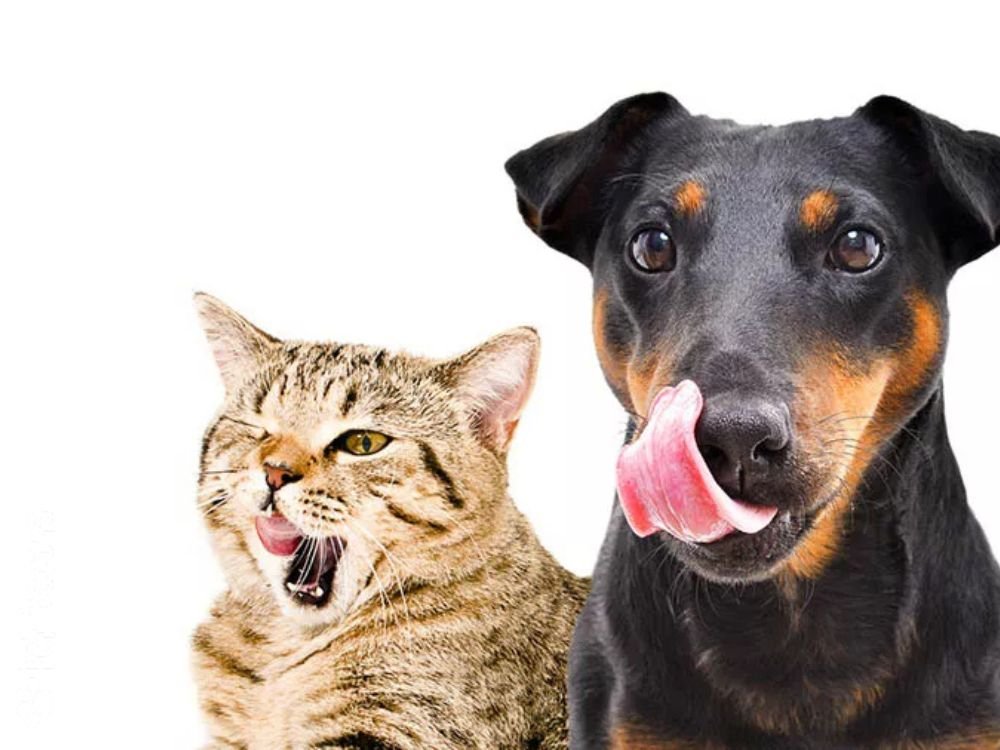 alimentos-naturais-para-caes-e-gatos