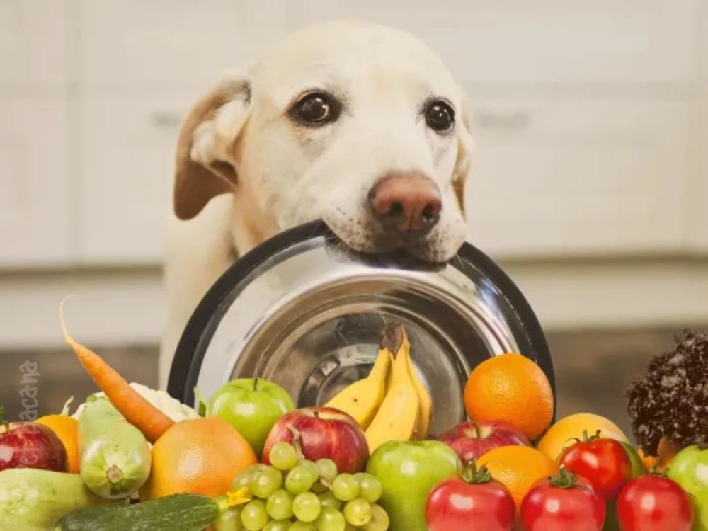 alimentos-naturais-para-caes-e-gatos