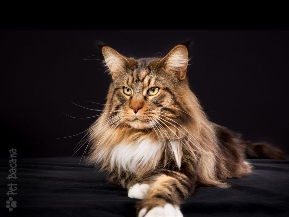 gato peludo