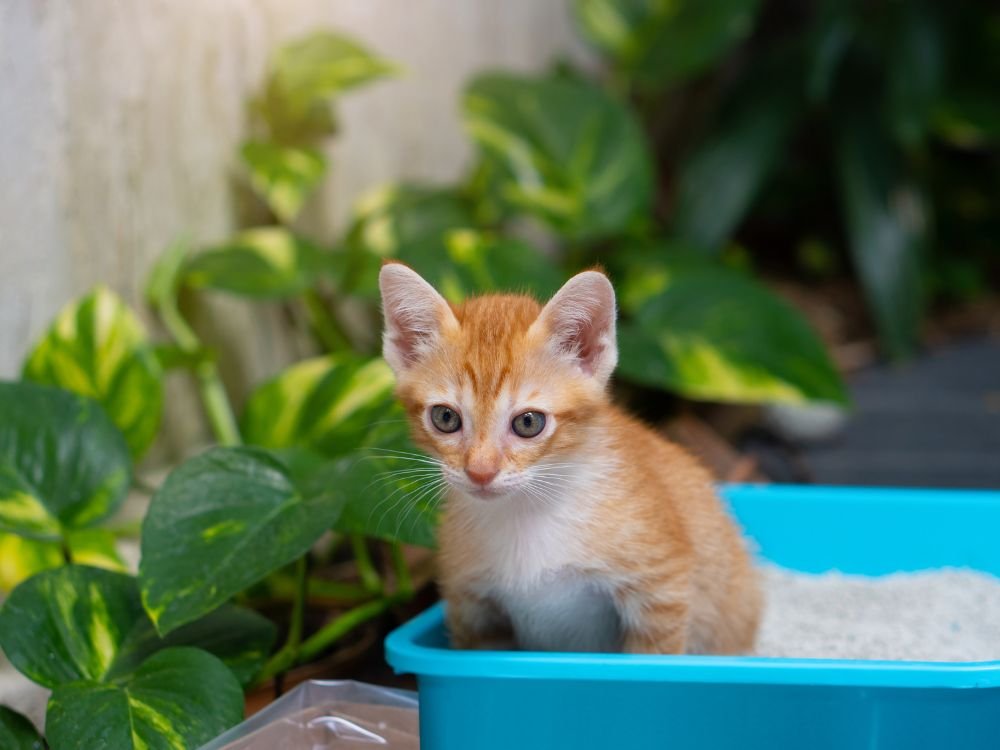 gato usando a caixa de areia