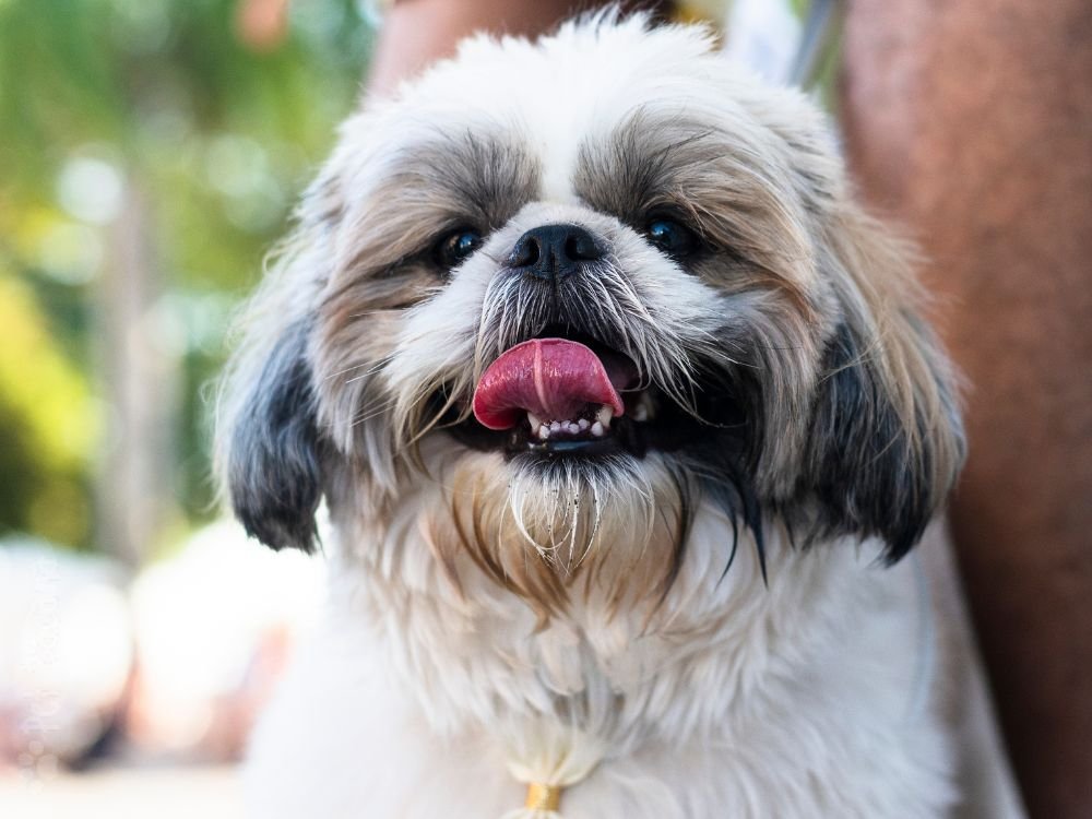 valor do shih tzu