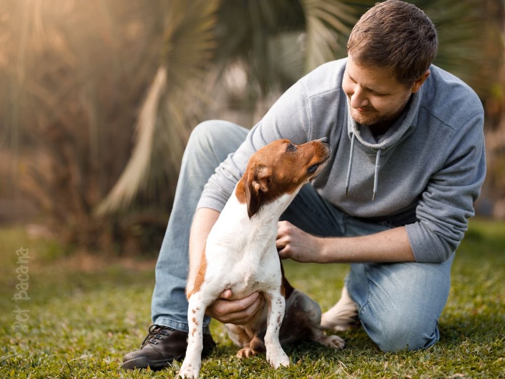 5 curiosidades sobre os cães