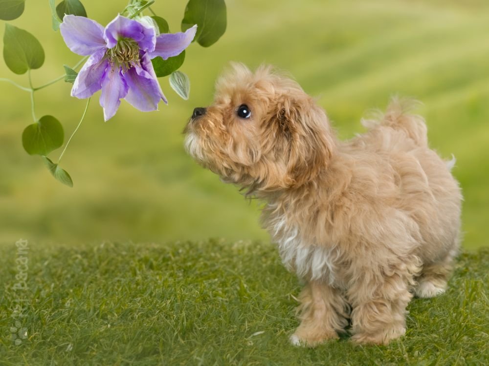 5 curiosidades sobre os cães