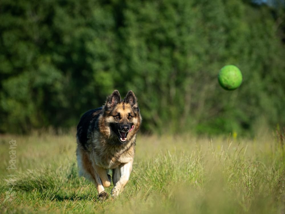 5 curiosidades sobre os cães