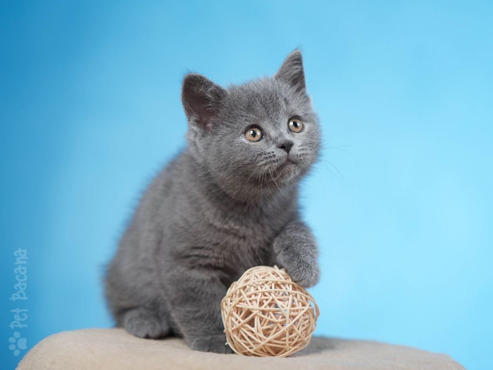 Gato British Shorthair
