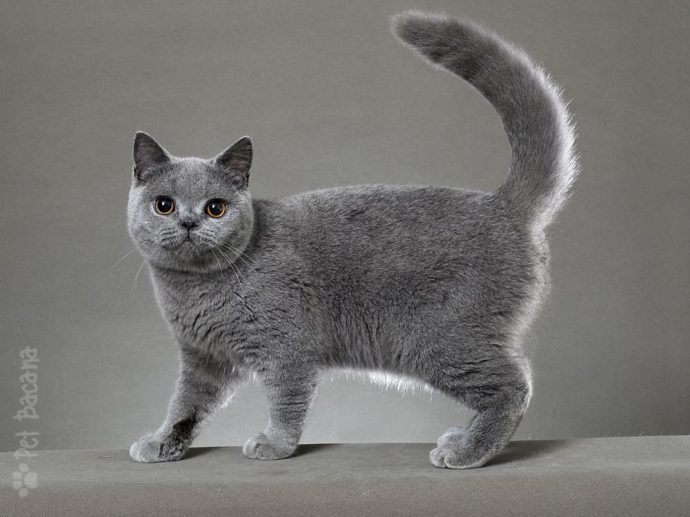 Gato British Shorthair