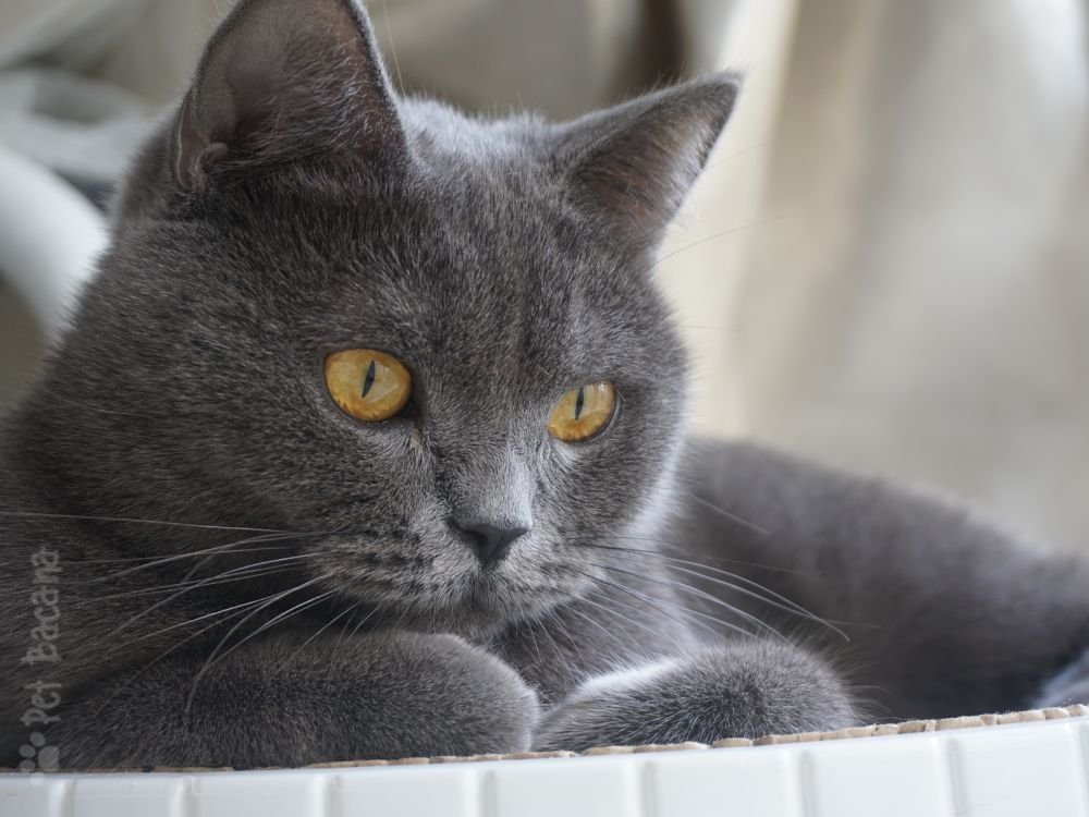 Gato British Shorthair