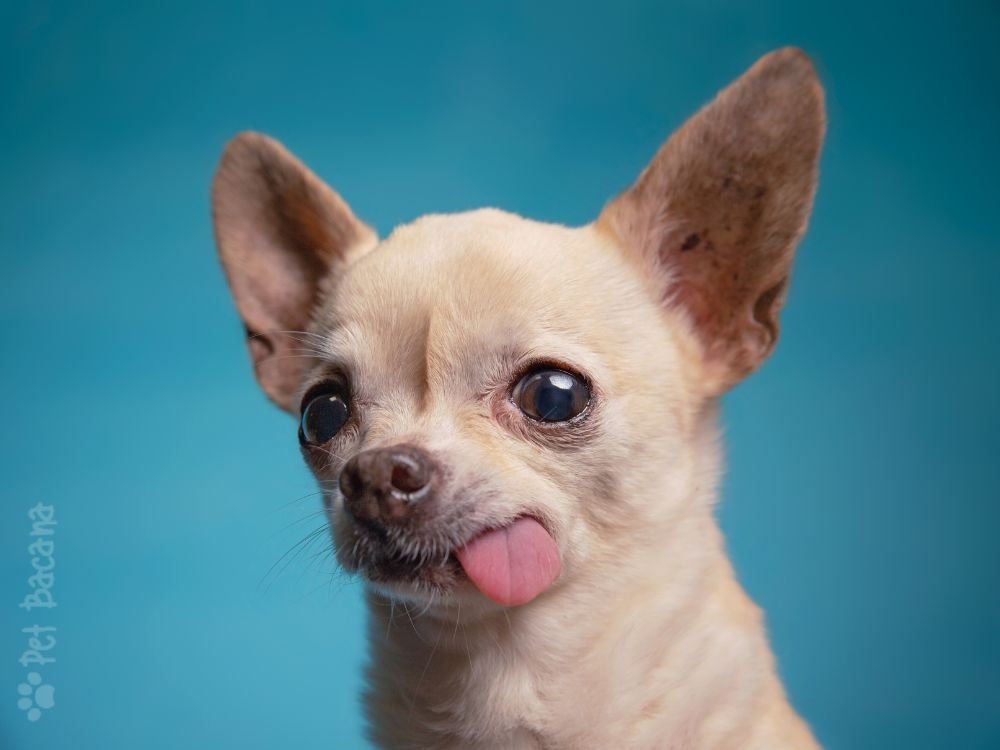 Comportamento do Chihuahua em casa deve ser supervisionado.