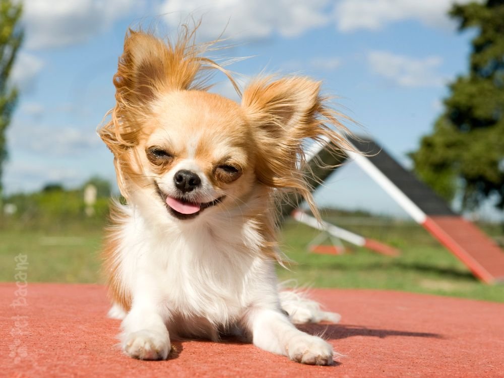 Chihuahua com suas características únicas