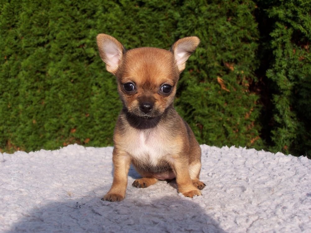 Cuidados com Chihuahua