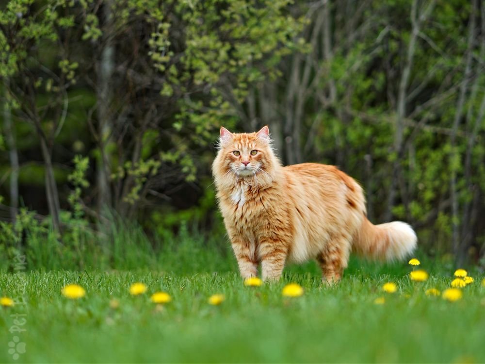 Maine Coon raça de gato