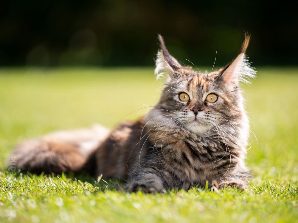 maine coon raça de gato
