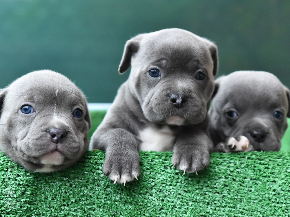 american bully preço