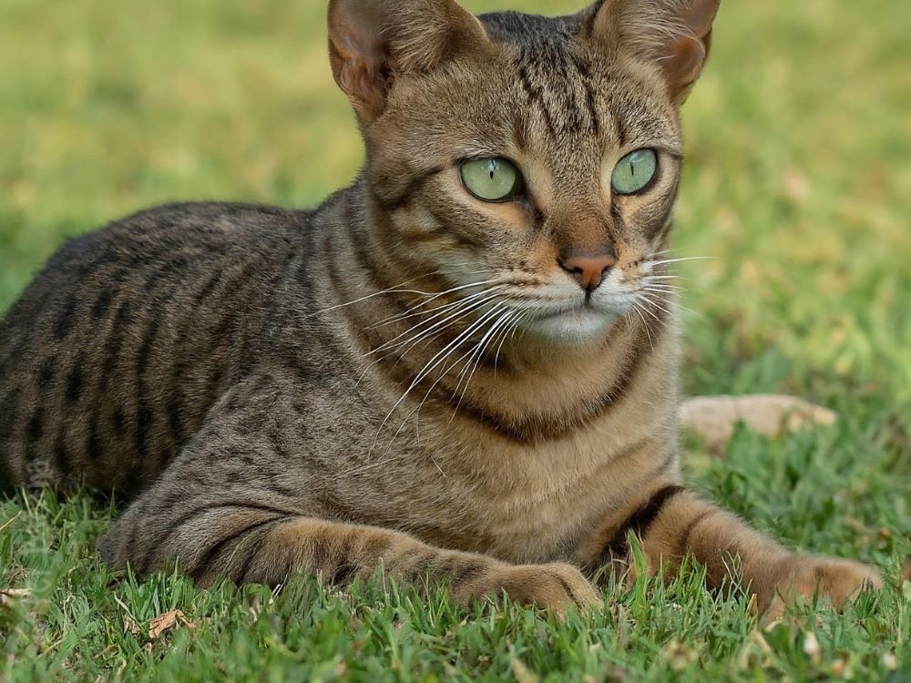 brazilian shorthair deitado