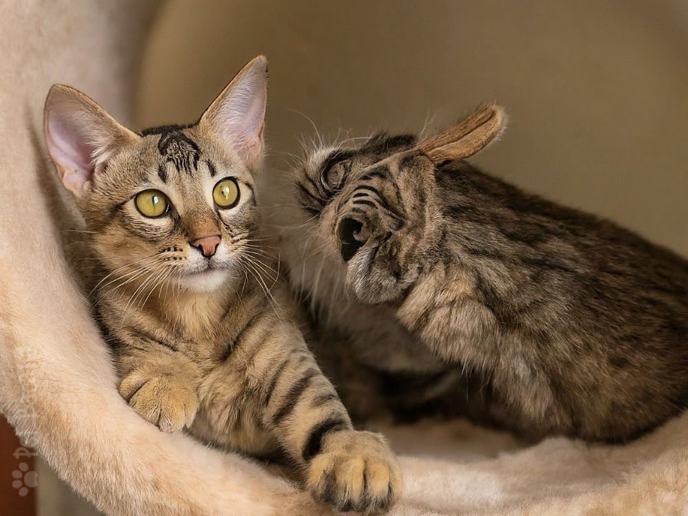 brazilian shorthair dois filhotes