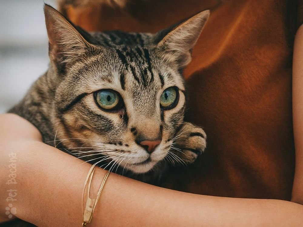 brazilian shorthair no colo