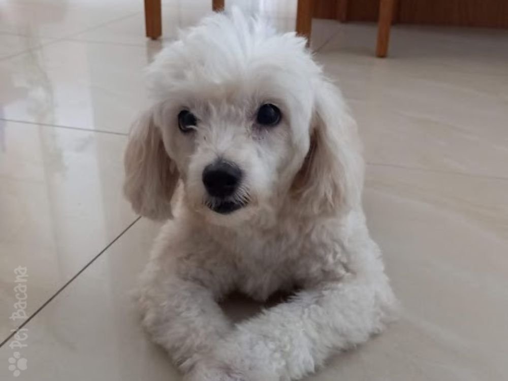 cachorro poodle
