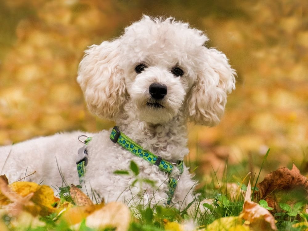cachorro poodle