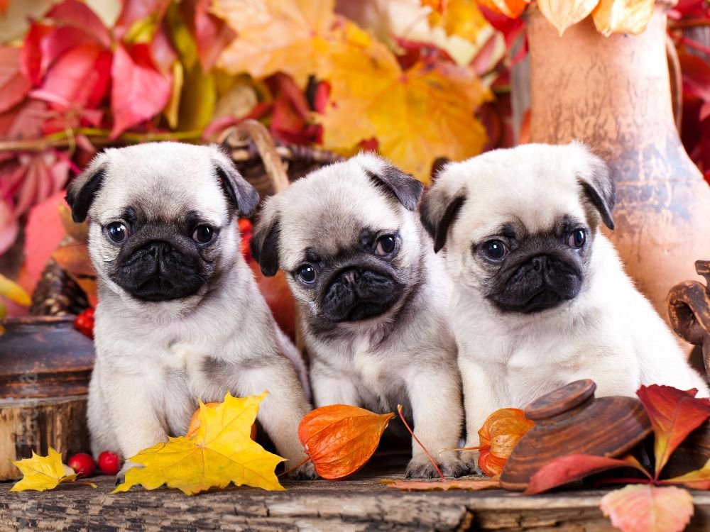 cachorro raça pug
