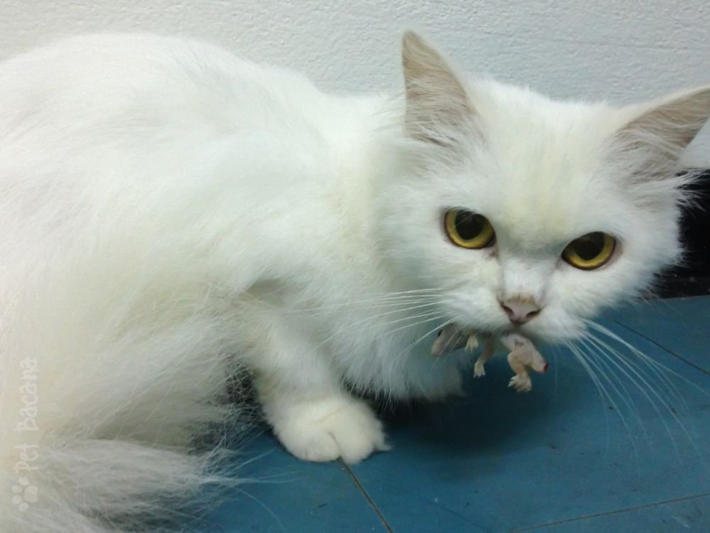 Gato caçando uma lagartixa