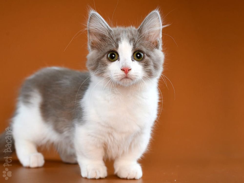 Gatinho rebaixado deitado em um sofá, exibindo suas patas curtas e corpo alongado."