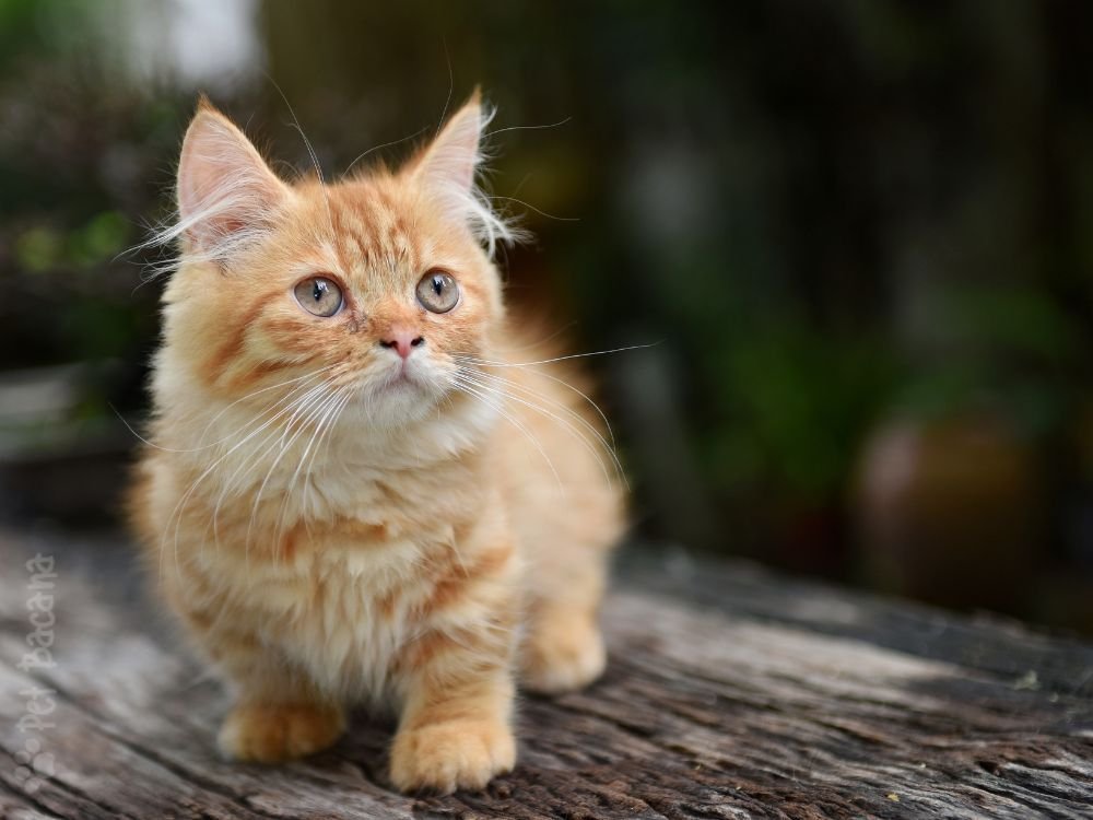 Um gatinho rebaixado na cor bege e branco