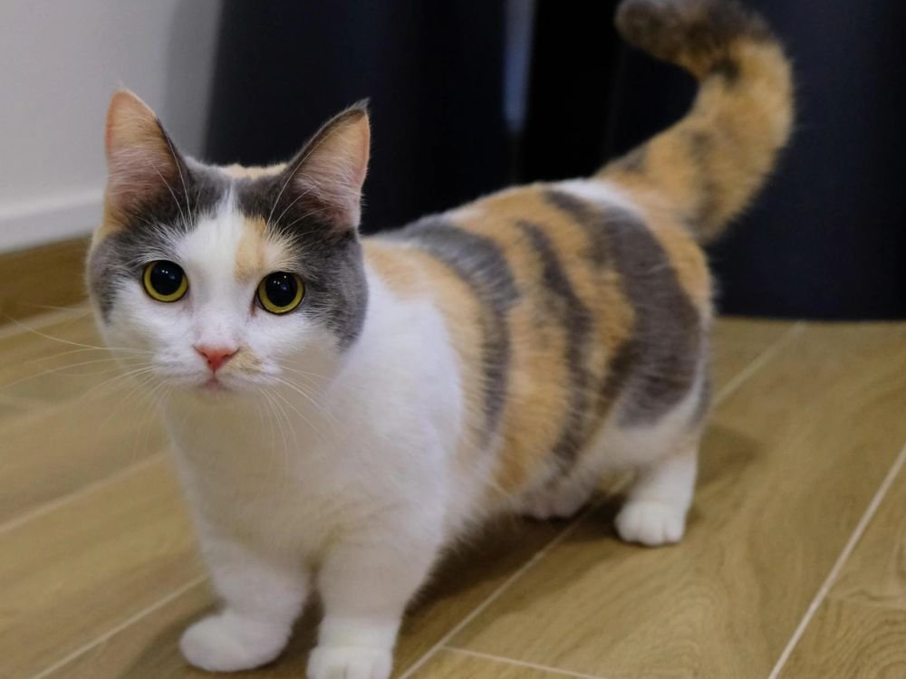 um gatinho rebaixado na cor malhado e branco