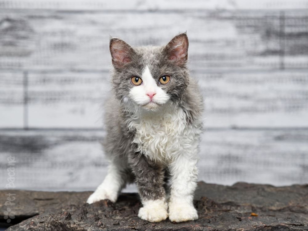 gato Selkirk Rex bicolo curioso