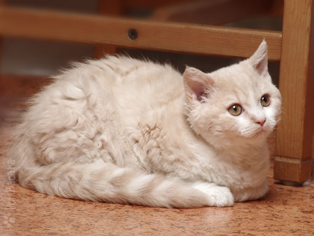 gato Selkirk Rex creme e branco