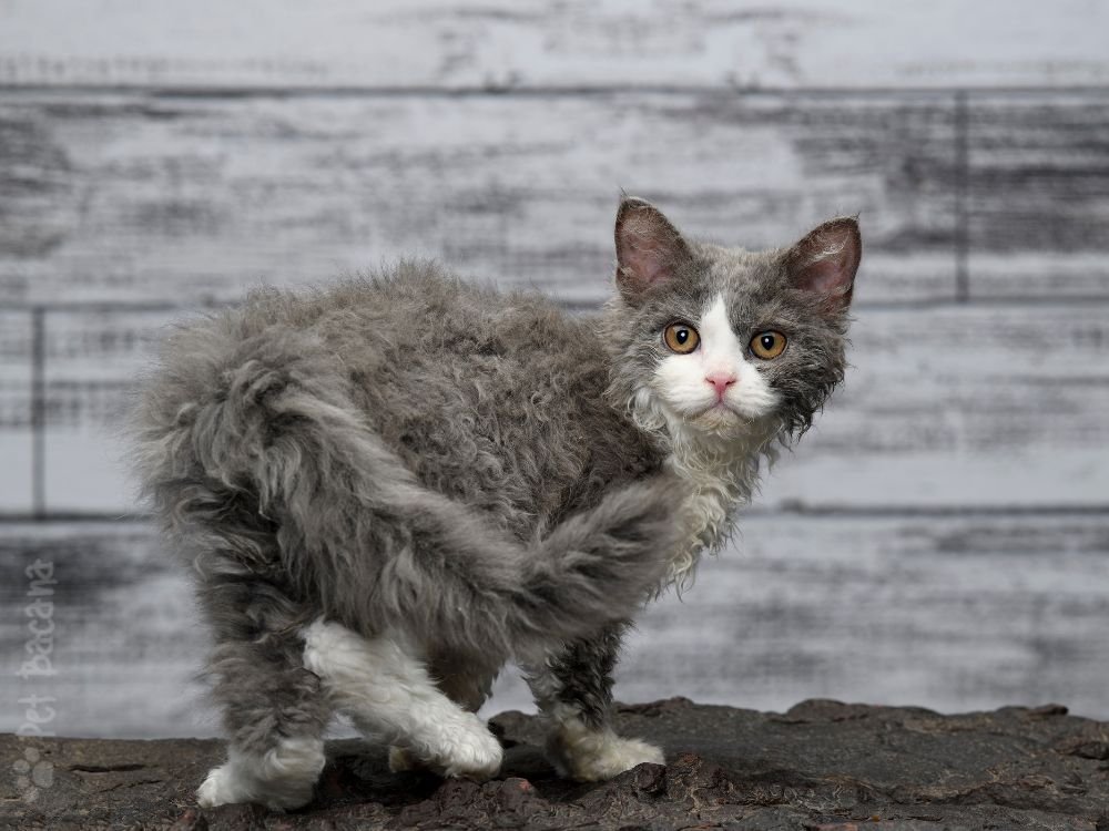 gato Selkirk Rex