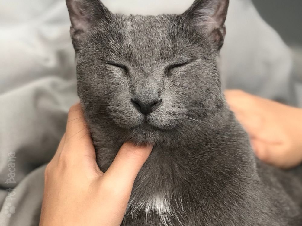 gato Azul Russo de olhos fechados
