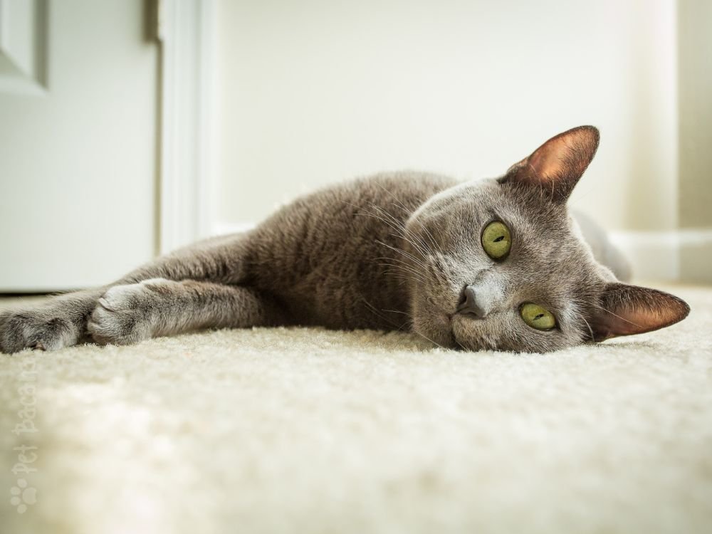 gato azul russo deitado