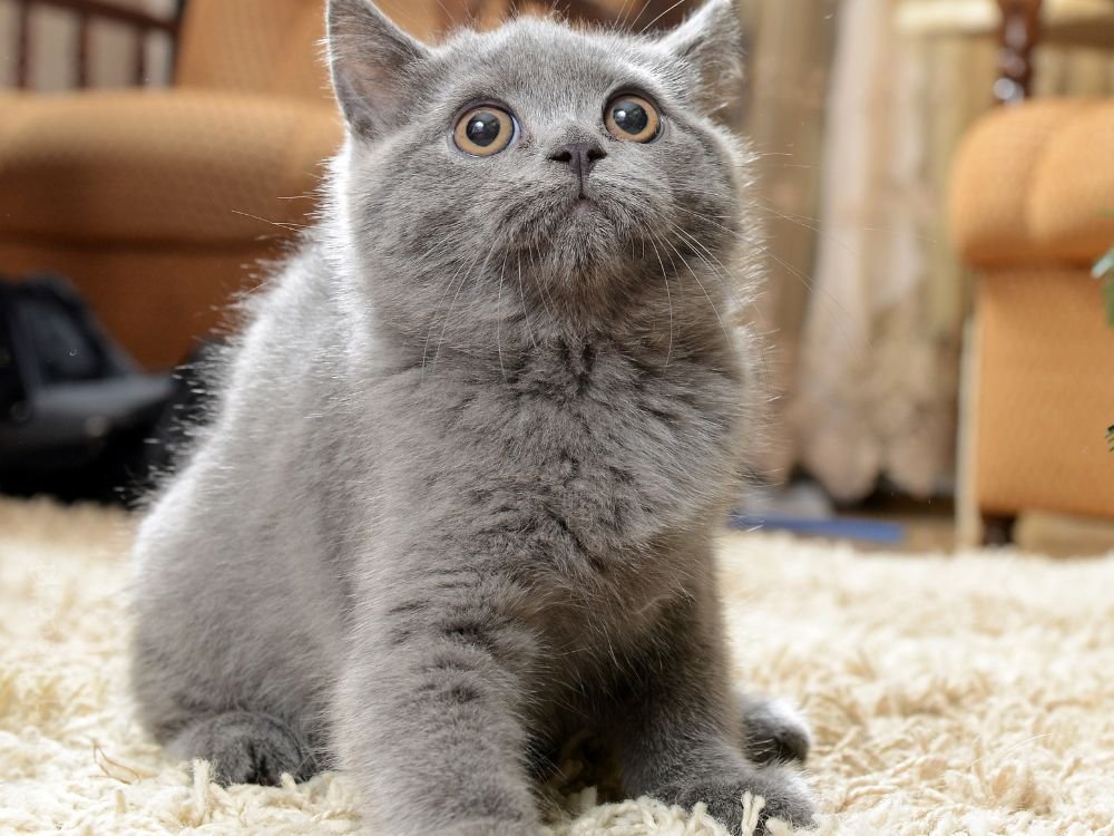 gato Azul russo filhote