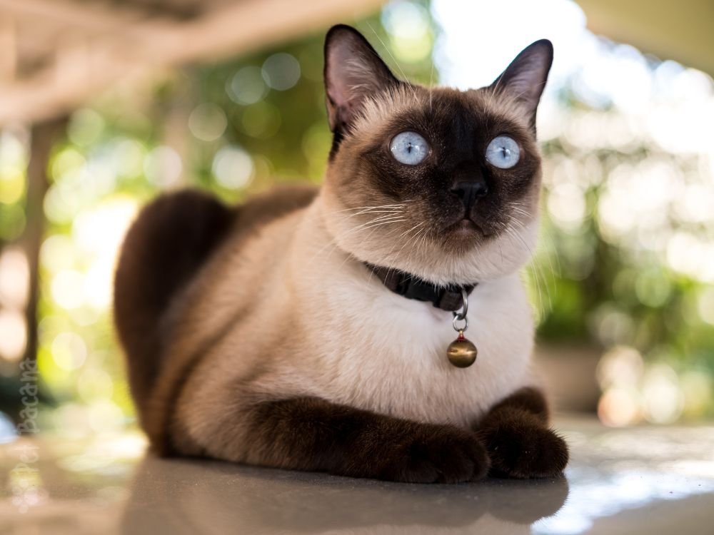 gato siames raça