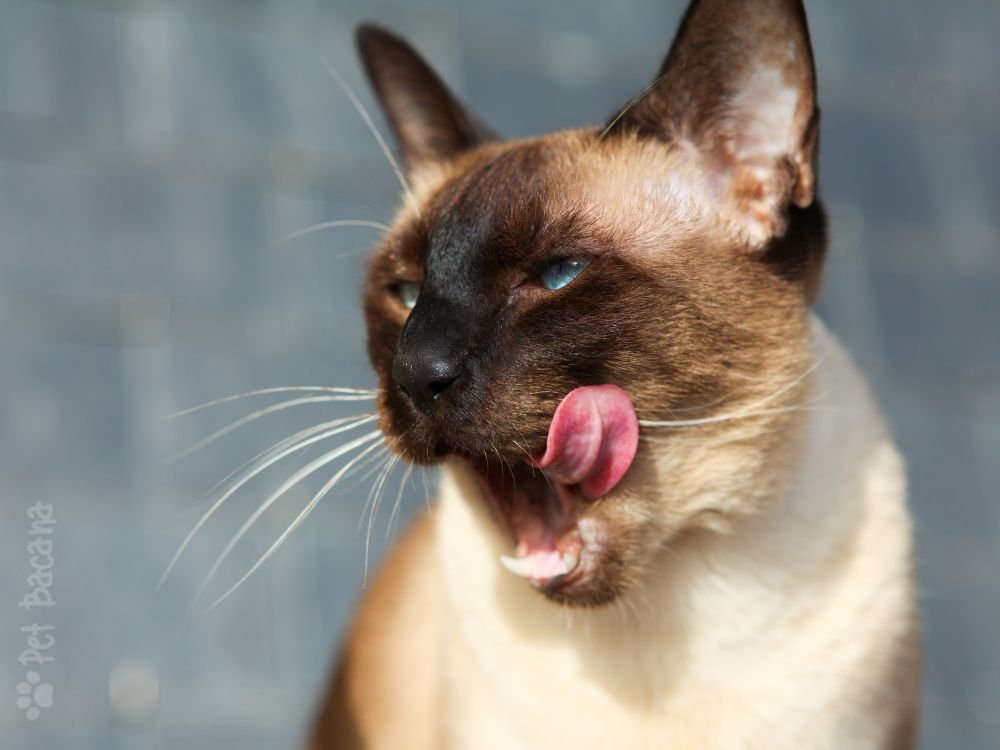 gato siames raça