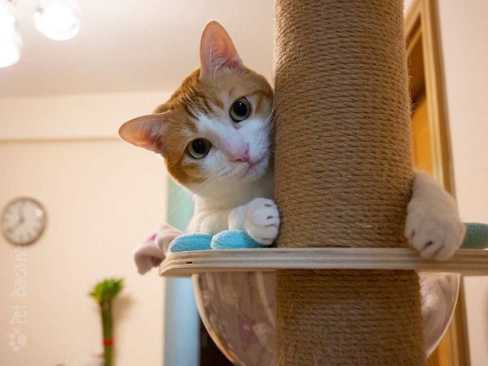 gatos sentem falta dos tutores