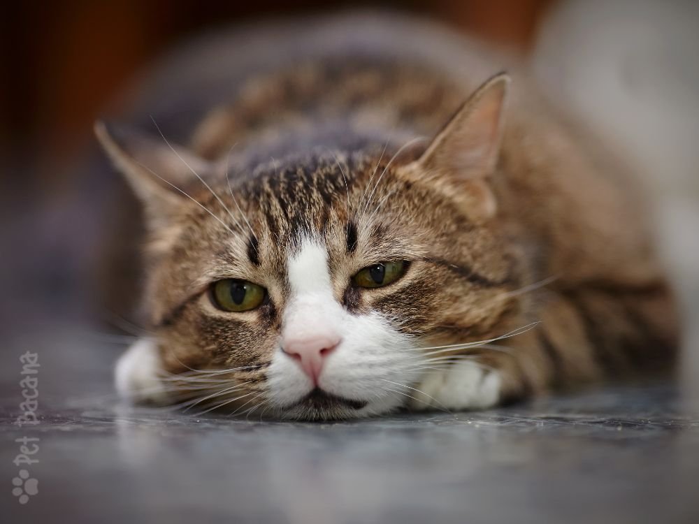 gatos sentem falta dos tutores