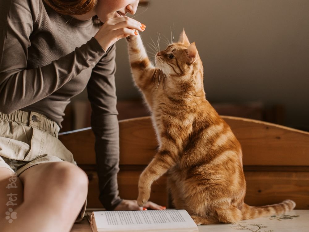 gatos sentem falta dos tutores