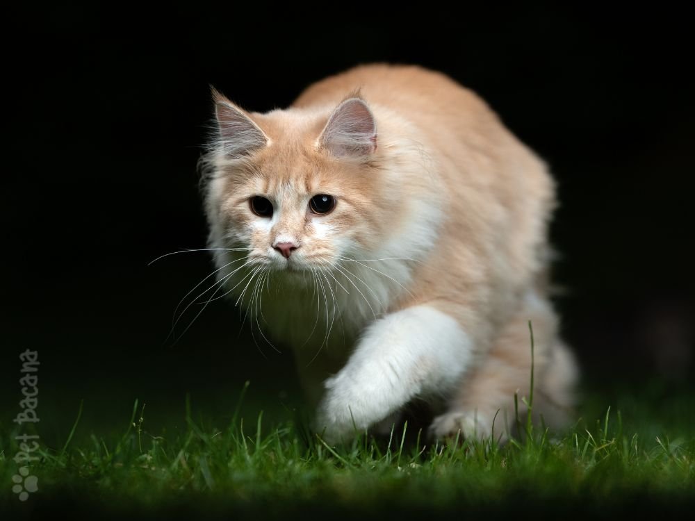 hiperatividade dos gatos durante a noite