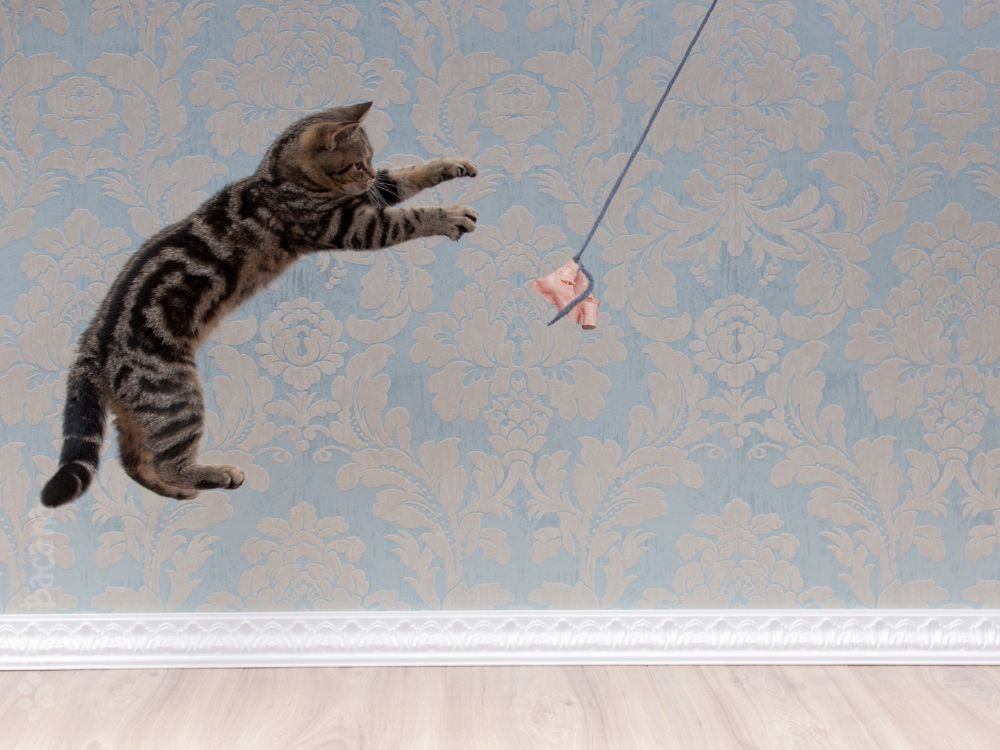 hiperatividade dos gatos durante a noite