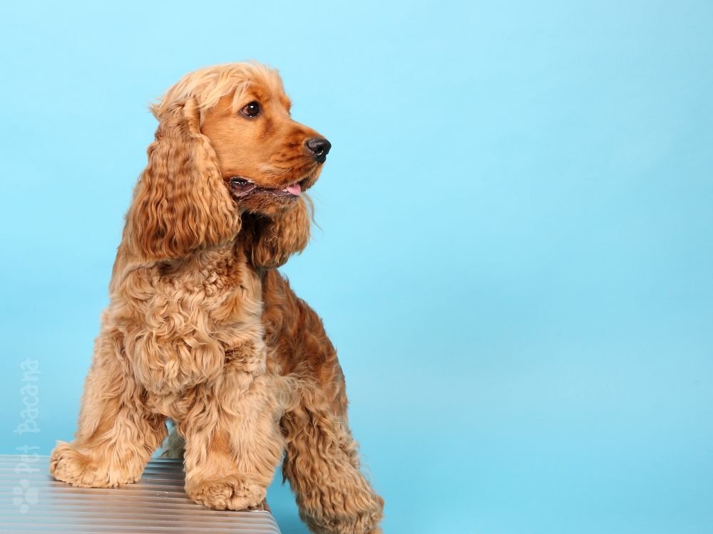 Cocker Spaniel se destacam pela sua capacidade de se adaptar a diferentes ambientes familiares