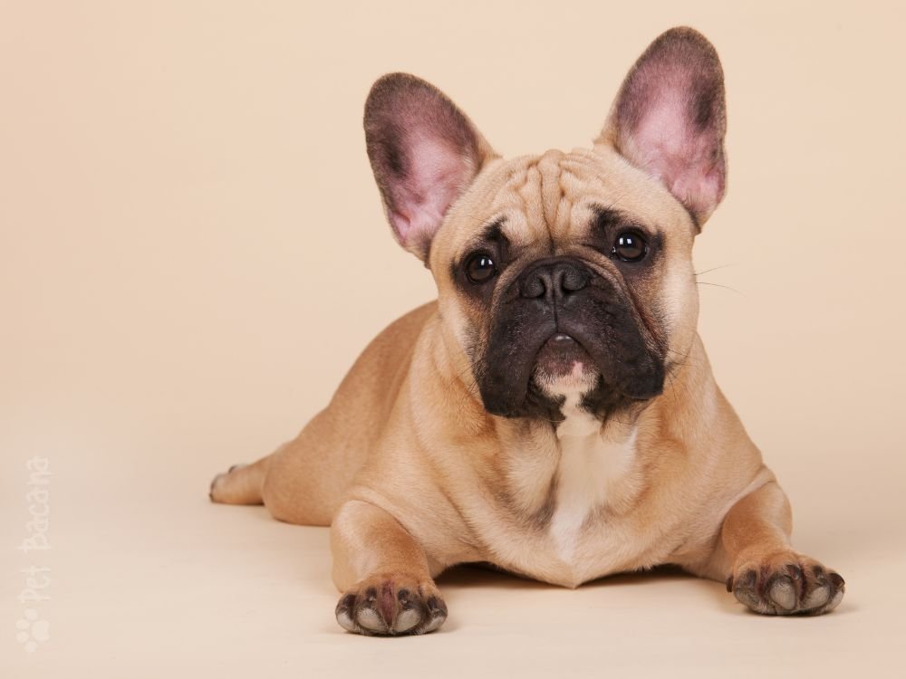 Bulldog Francês, uma raça tranquila e adorável