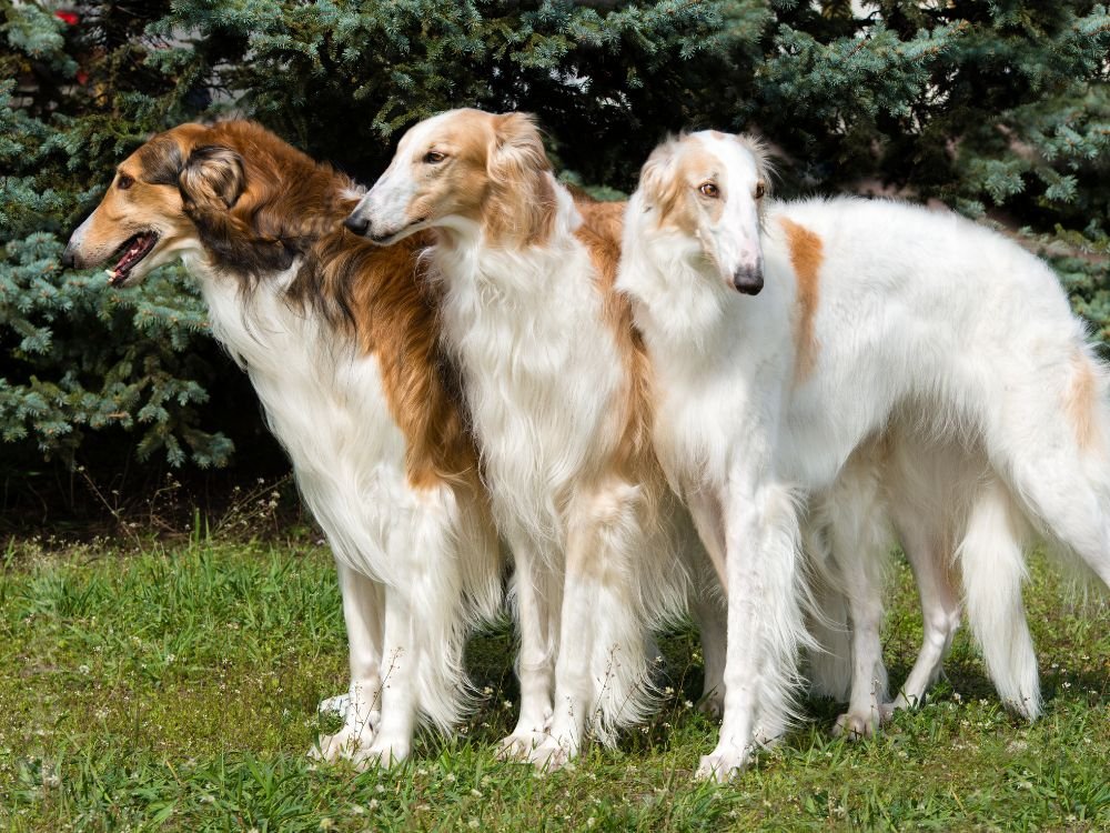 cão de grande porte Borzoi.