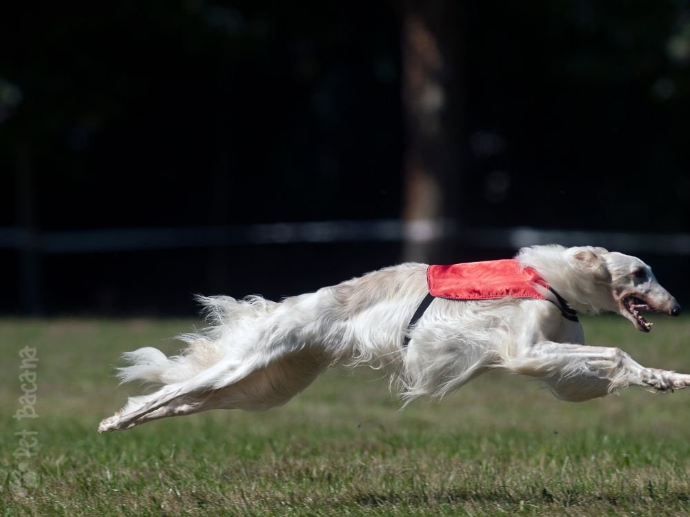 Raça borzoi sua agilidade impressiona