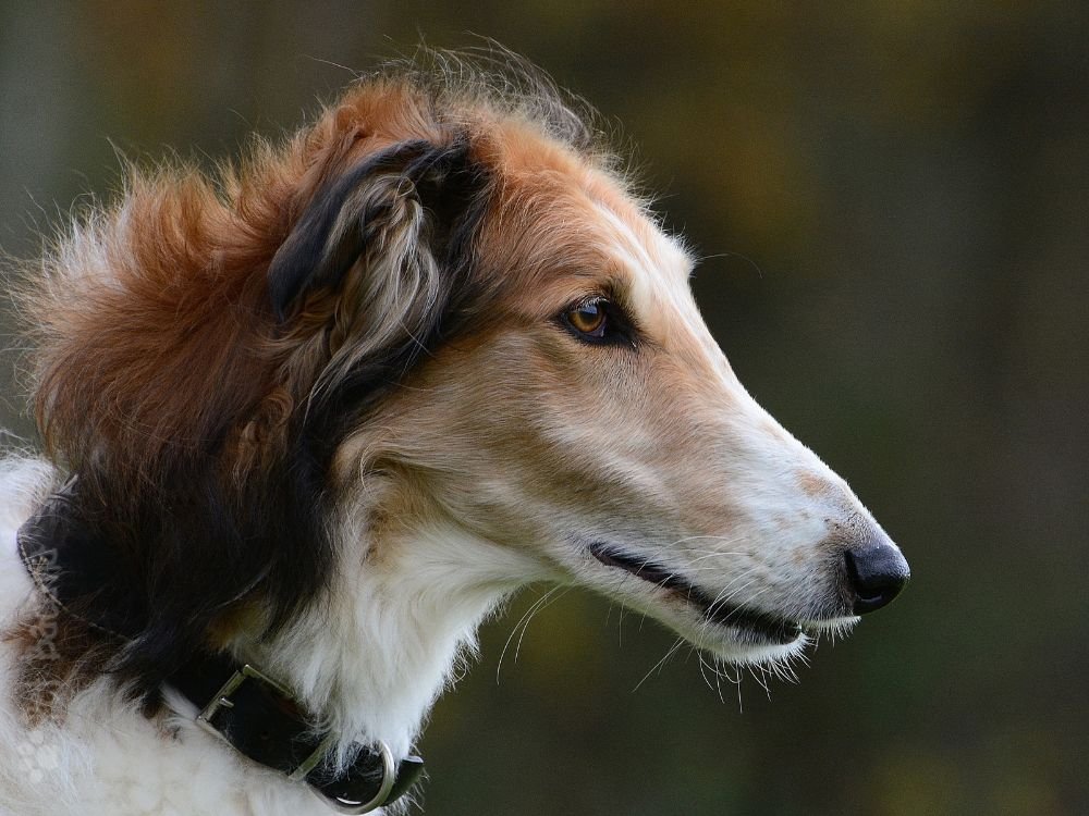 raça Borzoi se destaca por sua aparência majestosa.