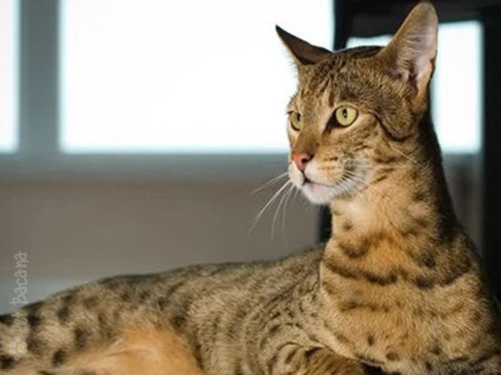 raça de gato ashera
