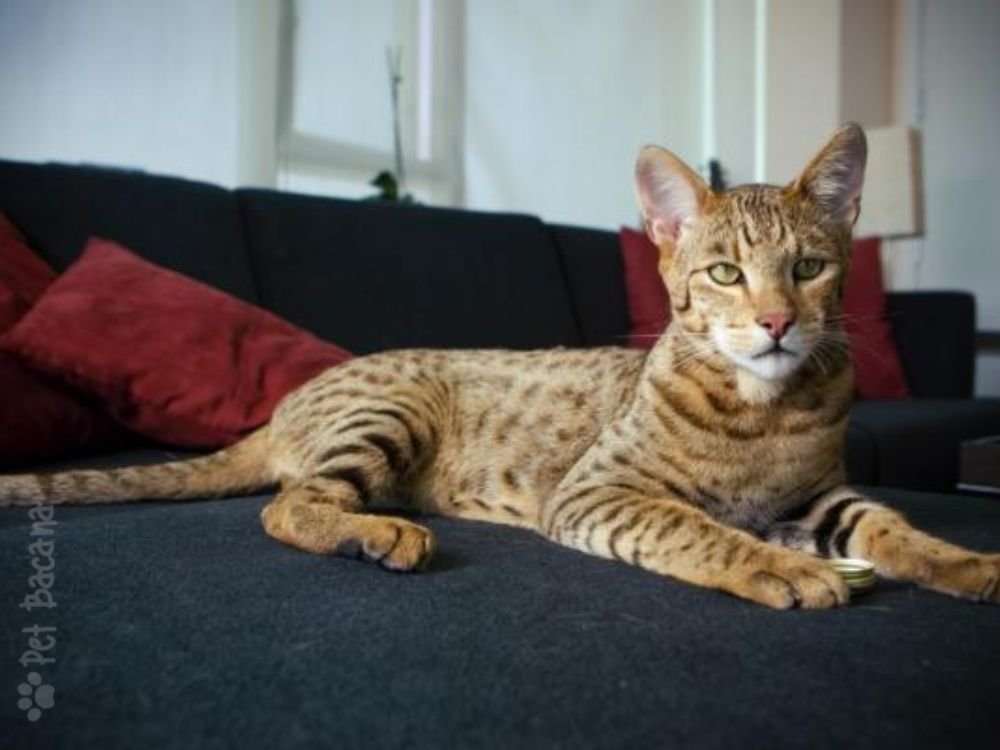 raça de gato ashera