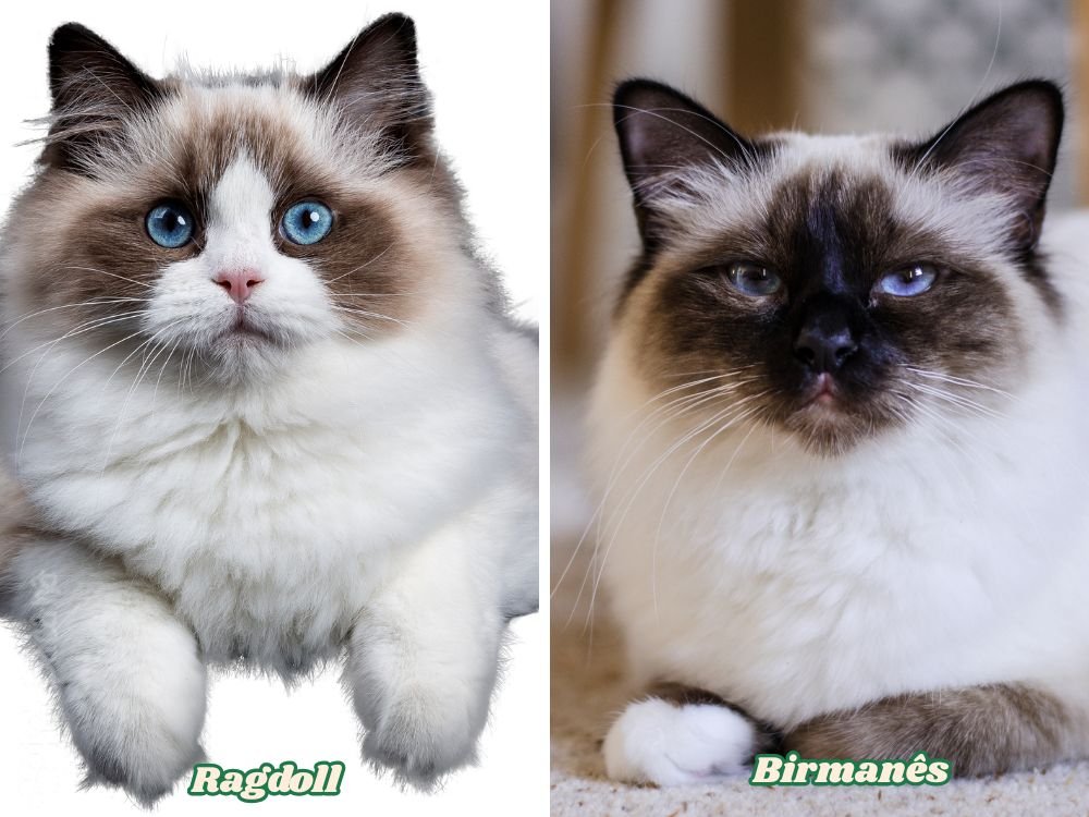 raça gato ragdoll