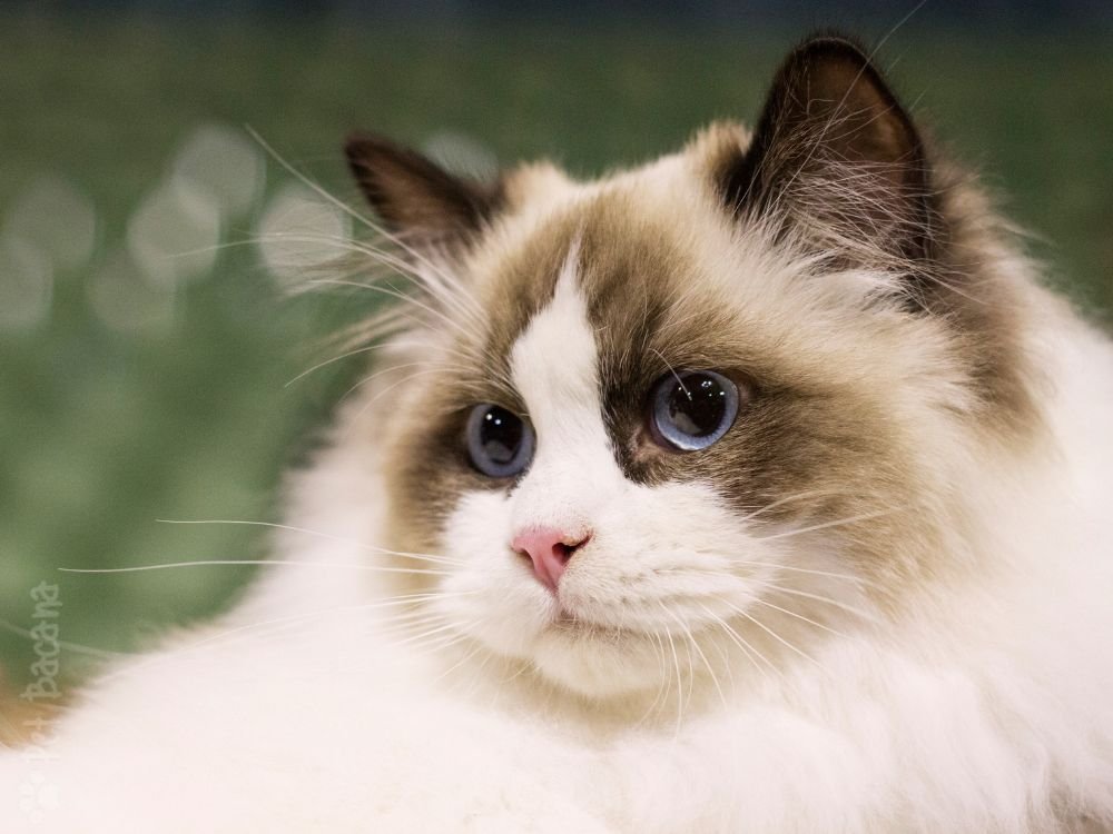 raça gato ragdoll