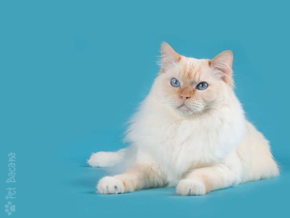 raça gato ragdoll